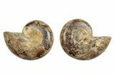 Jurassic Cut & Polished Ammonite Fossil - Madagascar #289306-1